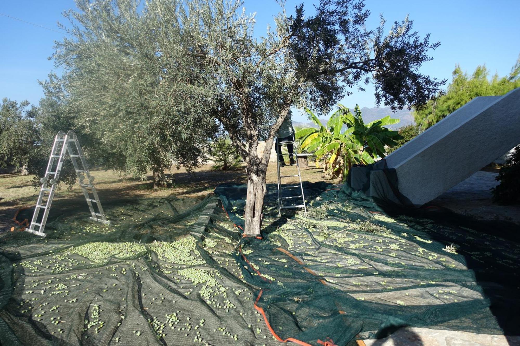 In Kalloni Direkt Am Meer, Tolle Aussicht Apartmán *